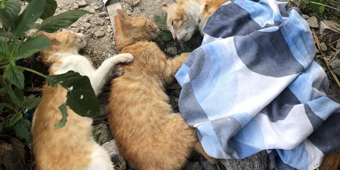 Berita Terjadi Lagi, Belasan Kucing Ditemukan Mati Tak Wajar di Kota Malang