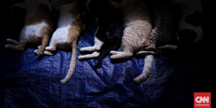 Berita Walkot Malang Duga Kucing Mati Massal Diracun Pelaku Tunggal