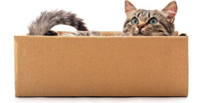 Berita Pembantaian Kucing di China, Aksinya Direkam dan Videonya Dijual