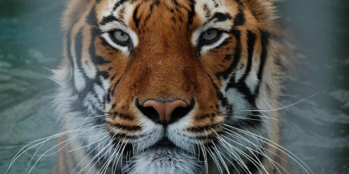 Berita Langka, Macan dan Anjing Terjebak di Satu Sumur, Begini Nasibnya