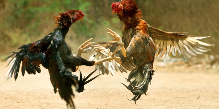 Berita Kericuhan Arena Sabung Ayam di Bali, Satu Orang Tewas