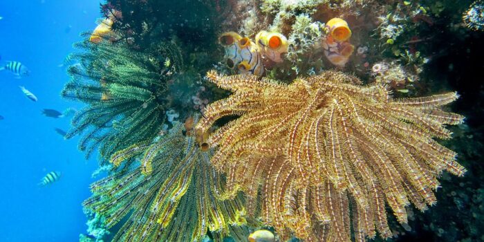 Berita Ekosistem Laut Rusak, Warga Pulau Pari Gugat ke PTUN