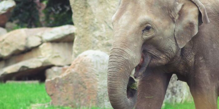 Berita Viral Gajah Lapar Masuk Toko Kelontong Cari Camilan