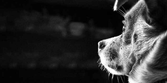 Berita Viral Video Anjing Dikuliti Hidup-hidup, Polisi Diminta Turun Tangan