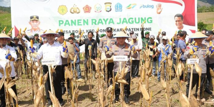 Berita Panen Jagung Serentak Capai 2,54 Juta Ton