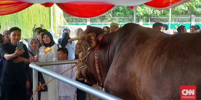 Berita Sapi Kurban Prabowo Dinamai Brawijaya, Milik Gibran Dinamai Jack