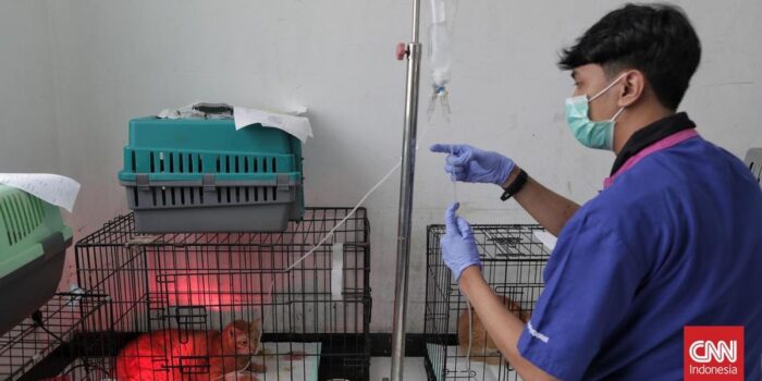 Berita Wacana Penerapan BPJS Hewan DKI Jakarta