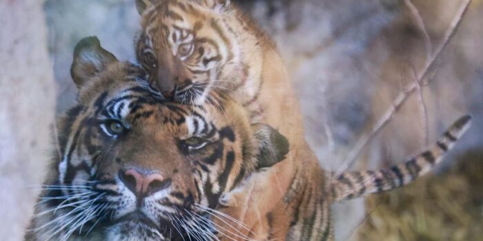 Berita Baru Lahir Juni, Bayi Harimau Sumatra di Marga Satwa Bukittinggi Mati