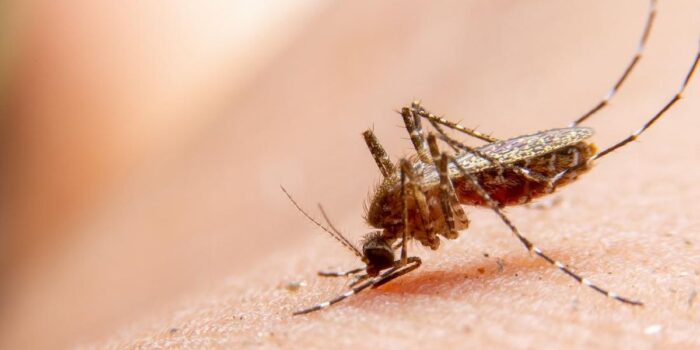 Berita China Dilanda Wabah Chikungunya, Tembus 4.014 Kasus
