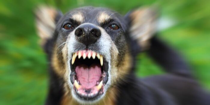 Berita Respons KJRI soal Anak WNI Tewas Digigit Anjing di Malaysia