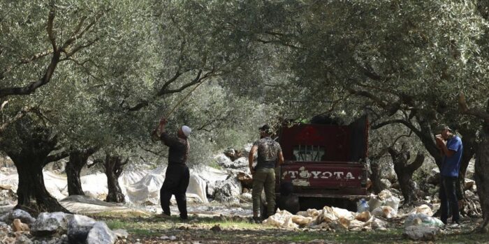 Berita Israel Gusur Ribuan Pohon Zaitun Palestina di Tepi Barat