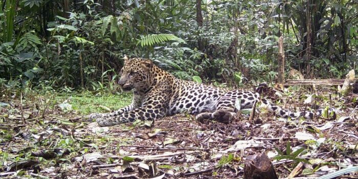 Berita Macan Lepas di Lembang Belum Ketemu, Hasil Evakuasi dari Kuningan