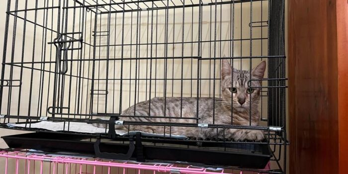Berita Kucing Eko Patrio Sempat Dijarah, Kini Kembali dan Dalam Pengobatan