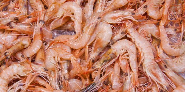 Berita Senator AS Sebut Makan Udang Terkontaminasi dari RI Bikin Jadi ‘Alien’
