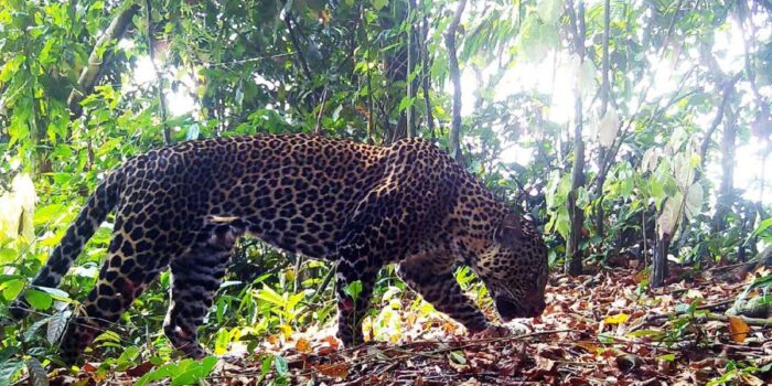 Berita Tim Ekspedisi TNI AD Temukan 19 Macan Tutul di Karawang