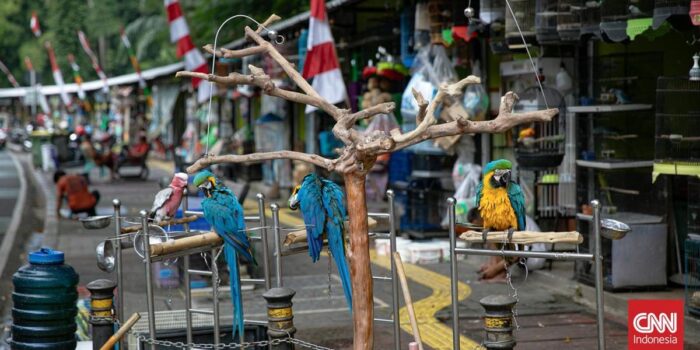 Berita Sentra Fauna Lenteng Pengganti Pasar Barito Ditargetkan Beres Oktober