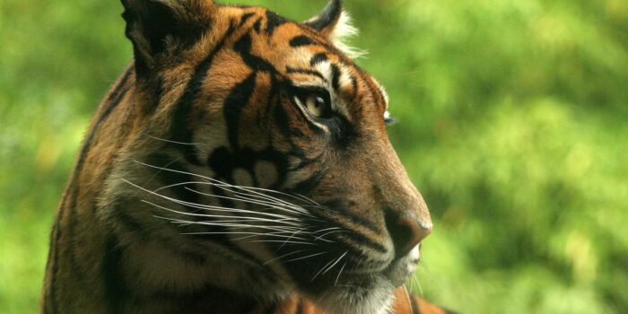 Berita Cerita Butet, Pencari Damar yang Berujung Tarung Lawan 3 Harimau Berita Cerita Butet, Pencari Damar yang Berujung Tarung Lawan 3 Harimau