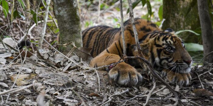 Berita Harimau Sumatera Terjebak di Kantor BRIN Agam Usai Kejar Anjing