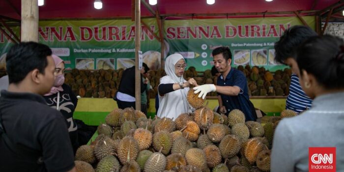Berita Durian Ilegal Marak di Indonesia, Petani Lokal Terancam