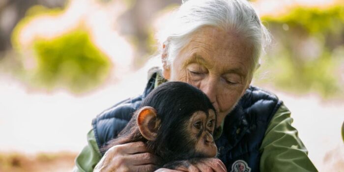 Berita Jane Goodall Wafat, Pembuka Tabir Dunia Kera hingga Imaji soal Tarzan