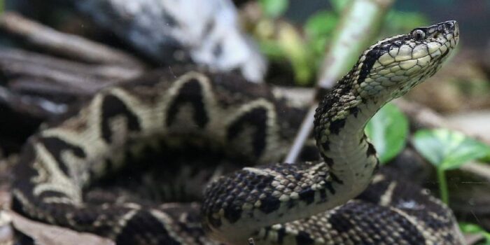 Berita 4 Negara dengan Spesies Ular Terbanyak, Ada Indonesia