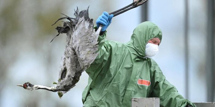Berita Jerman Dilanda Wabah Flu Burung, Ratusan Ribu Hewan Dimusnahkan Berita Jerman Dilanda Wabah Flu Burung, Ratusan Ribu Hewan Dimusnahkan