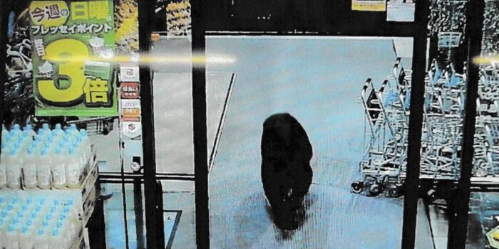 Berita Krisis Populasi, Warga di Jepang Lebih Sering Lihat Beruang Berita Krisis Populasi, Warga di Jepang Lebih Sering Lihat Beruang