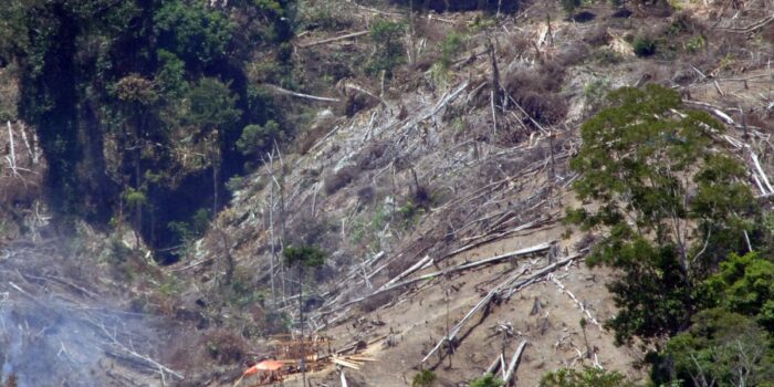 Berita Walhi Sindir Transisi Energi Palsu Legalkan Deforestasi Berita Walhi Sindir Transisi Energi Palsu Legalkan Deforestasi