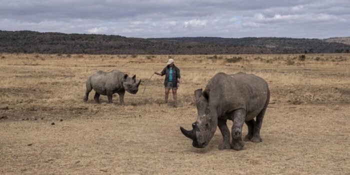 Berita Singapura Sita 35,7 Kg Cula Badak Selundupan, Nilai Capai Rp14,5 M