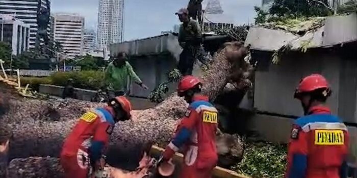 Berita Detik-detik Pohon Tumbang Timpa Atap Jalur Bawah Tanah MRT Senayan