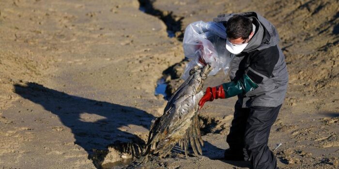 Berita Wabah Flu Burung Menyebar di Langit Eropa
