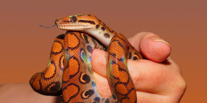 Berita Aksi Konyol Pria India Beri Napas Buatan ke Ular yang Kesetrum Berita Aksi Konyol Pria India Beri Napas Buatan ke Ular yang Kesetrum