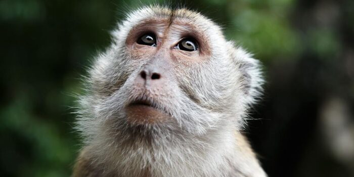 Berita Monyet Satroni Rumah Warga dan Gigit Lansia hingga Tewas