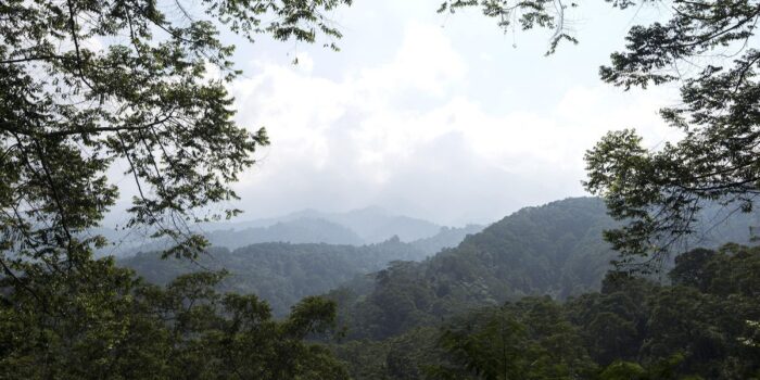 Berita Serikat Petani Sebut Hutan Sukabumi Sisa 12%, Digerus Alih Fungsi Berita Serikat Petani Sebut Hutan Sukabumi Sisa 12%, Digerus Alih Fungsi