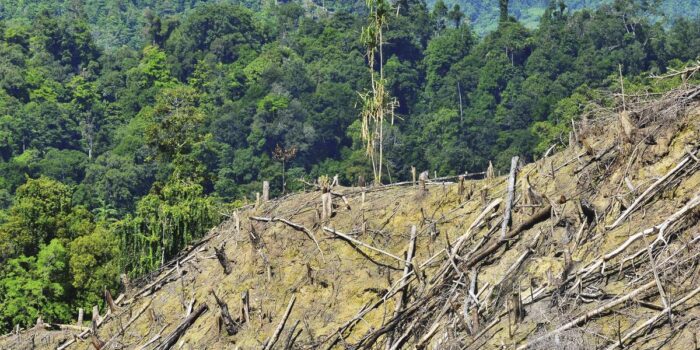 Berita DPR Respons Usul Pandawara: Hutan Tak Bisa Diperjualbelikan Berita DPR Respons Usul Pandawara: Hutan Tak Bisa Diperjualbelikan