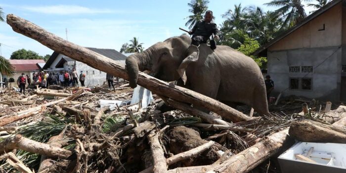 Berita Ada Label Kemenhut dan Perusahaan di Kayu Gelondongan dari Sumbar Berita Ada Label Kemenhut dan Perusahaan di Kayu Gelondongan dari Sumbar