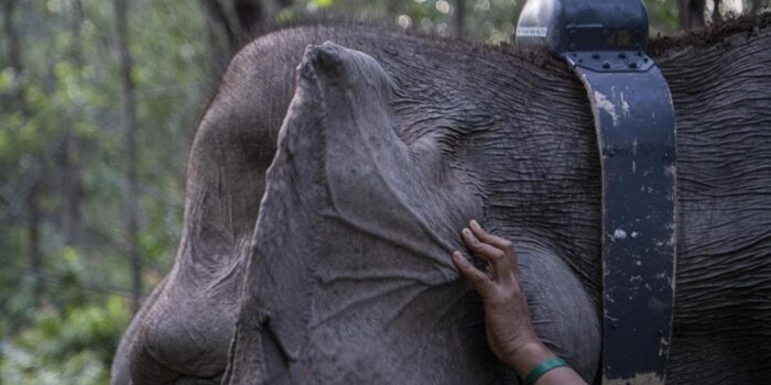 Berita Cegah Kematian Gajah Sumatera dari Virus, Kemehut Gandeng Dokter India