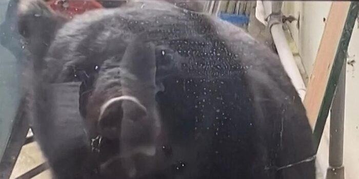 Berita Hidangan Beruang Makin Diburu Setelah Populasi ‘Meledak’ di Jepang