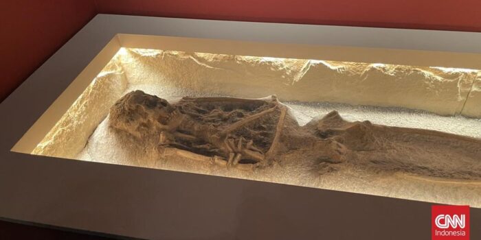 Berita Daftar 28.131 Koleksi Dubois yang Dipulangkan: Tengkorak hingga Gigi Berita Daftar 28.131 Koleksi Dubois yang Dipulangkan: Tengkorak hingga Gigi