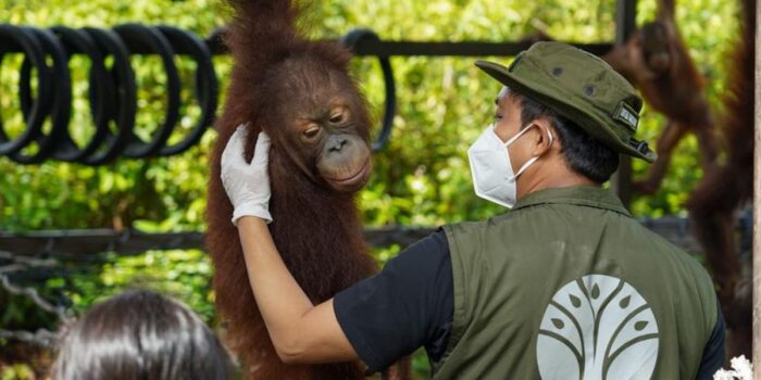 Berita Menhut Lepasliarkan 2 Orangutan di Tanjung Puting Kalimantan