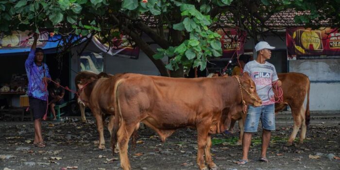 Berita 17.871 Hewan Ternak Mati Imbas Banjir di Aceh Timur Berita 17.871 Hewan Ternak Mati Imbas Banjir di Aceh Timur