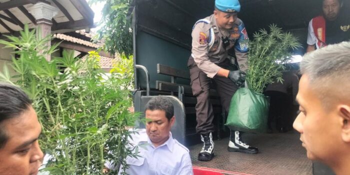 Berita Penanam Ganja Jombang Sempat Jual Hasil Panen, Dikemas Jadi Rokok