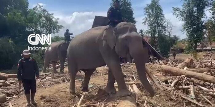 Berita Momen Empat Gajah Bantu Bersihkan Puing-puing Kayu Banjir Aceh