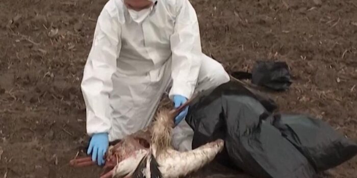 Berita Wabah Flu Burung Terdeteksi pada Burung Liar di Spanyol Berita Wabah Flu Burung Terdeteksi pada Burung Liar di Spanyol