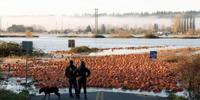 Berita Viral Fenomena Banjir Labu di Snohomish AS