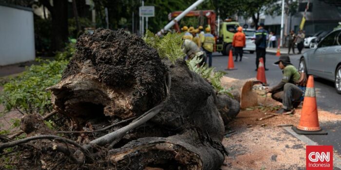 Berita 82 Pohon di DIY Tumbang Imbas Cuaca Eksrem, Sejumlah Rumah Rusak