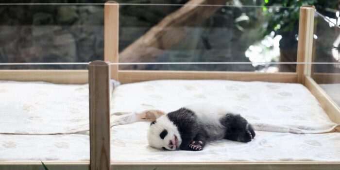 Berita Prabowo Beri Nama Bayi Panda Pertama yang Lahir di Taman Safari