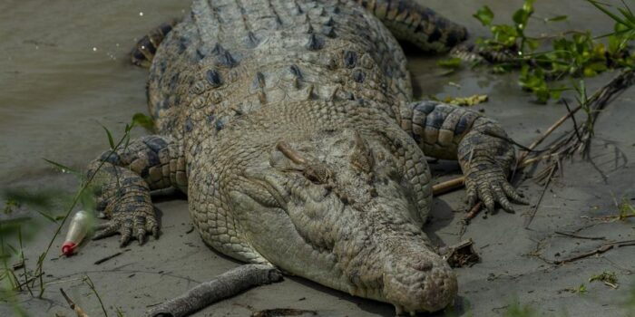Berita Nelayan Bintan Ditemukan Tewas Usai Diterkam Buaya