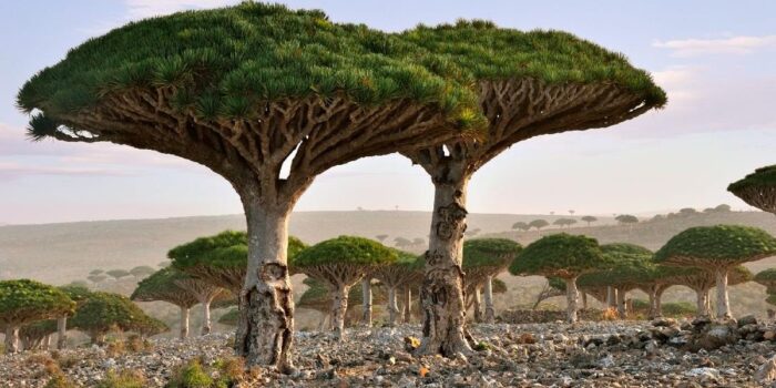 Berita Mengapa Socotra Dijuluki ‘Pulau Dajjal’? Berita Mengapa Socotra Dijuluki ‘Pulau Dajjal’?
