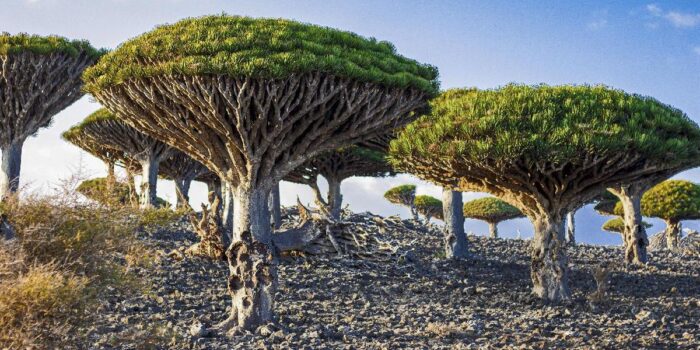 Berita Kenapa Pulau Socotra Diyakini Jadi ‘Tempat Persembunyian Dajjal’? Berita Kenapa Pulau Socotra Diyakini Jadi ‘Tempat Persembunyian Dajjal’?